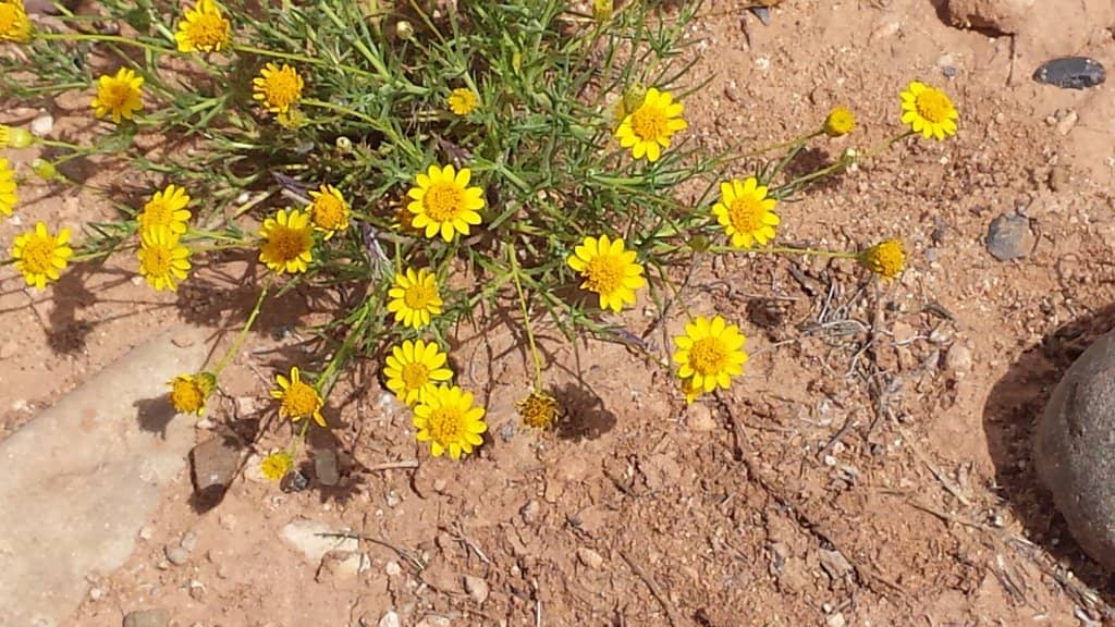 Panoramic Desert Views