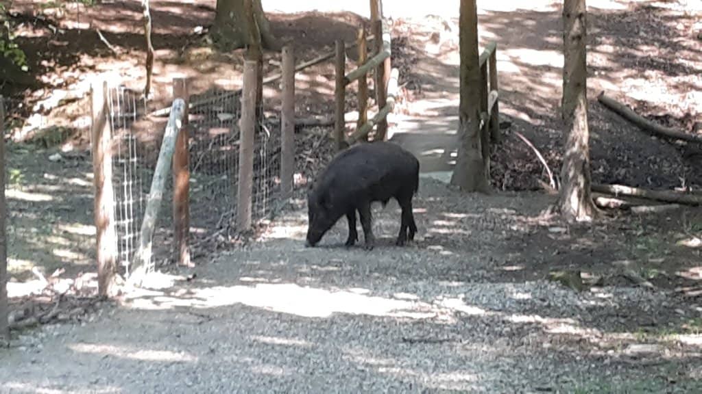 Free-Roaming Wild Boars