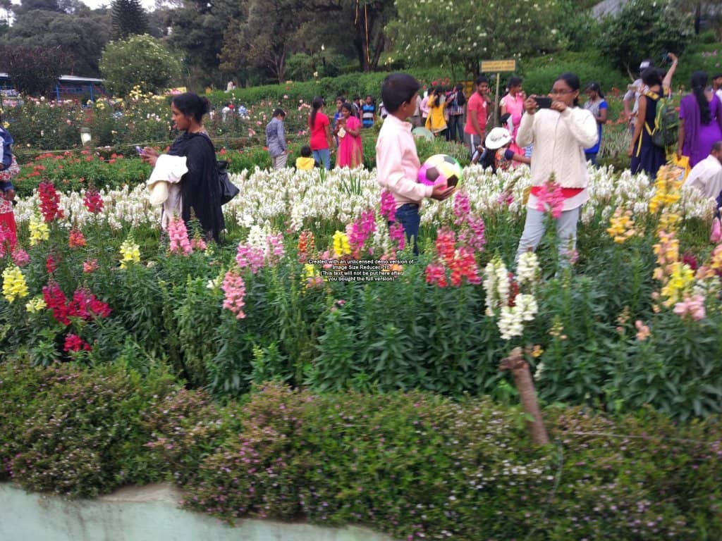 The Lawn
