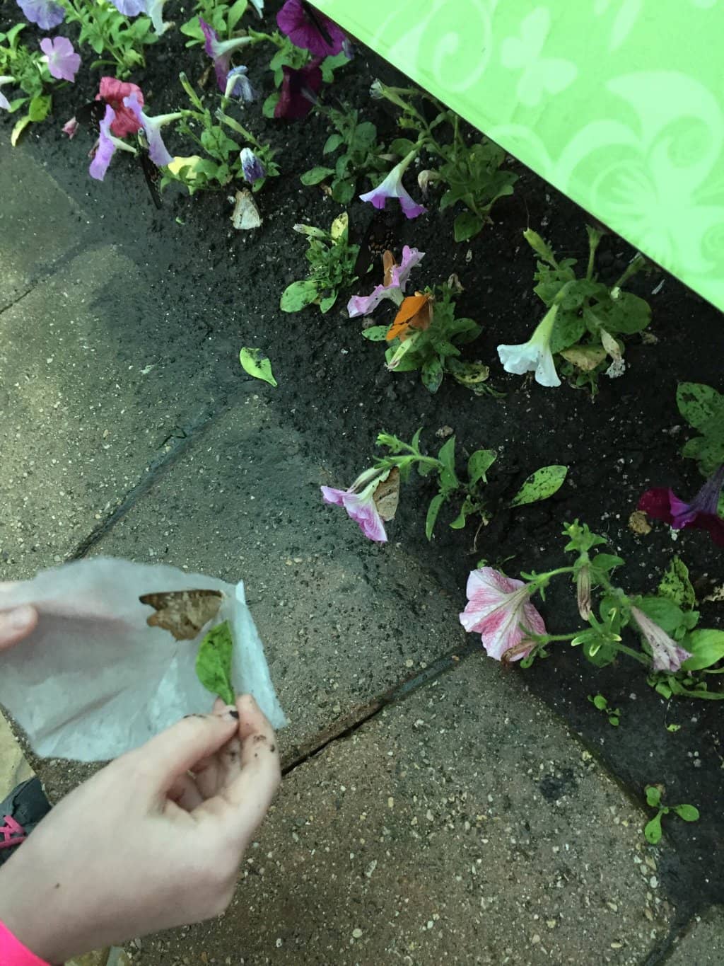 Hawks Hollow Nature Playground