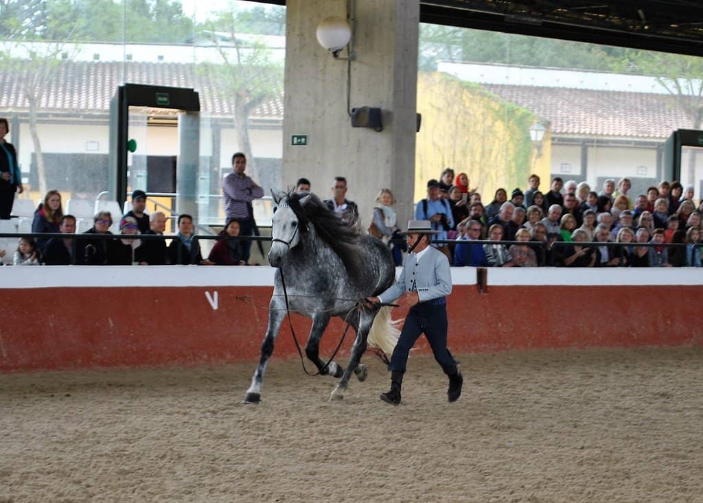 Guided Stable Tour