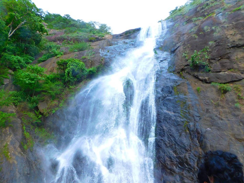 Scenic Forest Journey