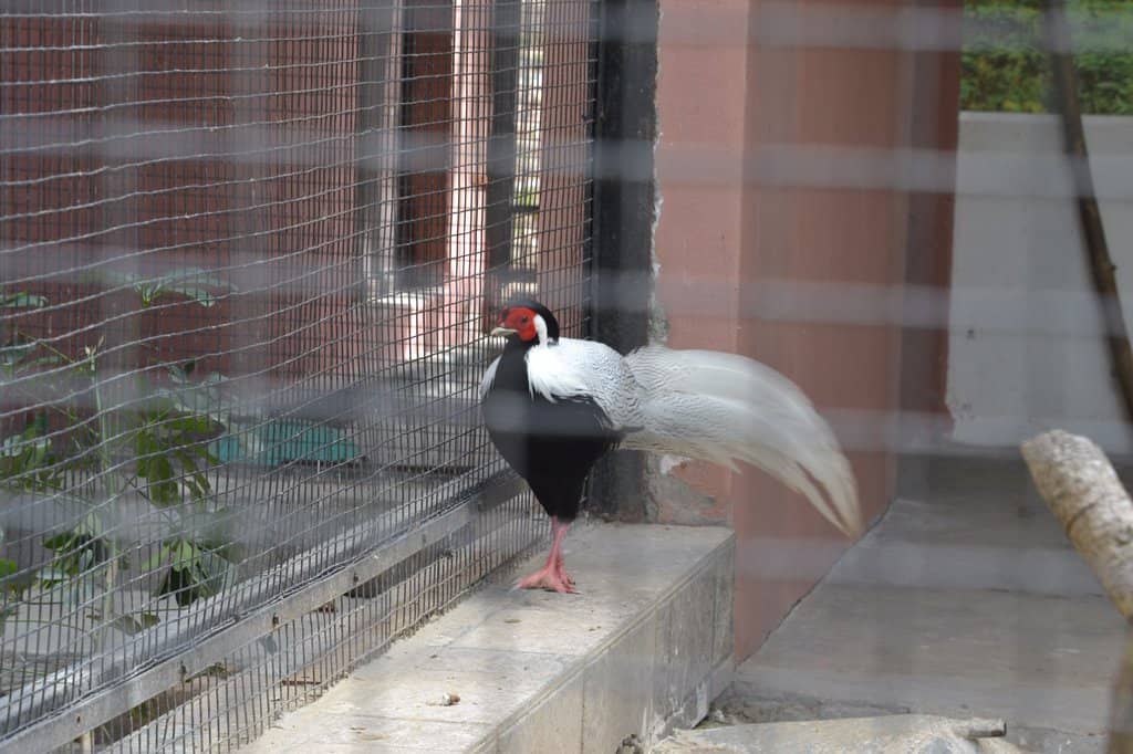 Tiger and Leopard Spotting