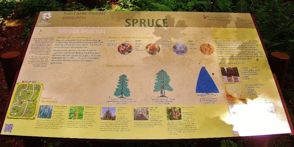 Redwood Observation Deck