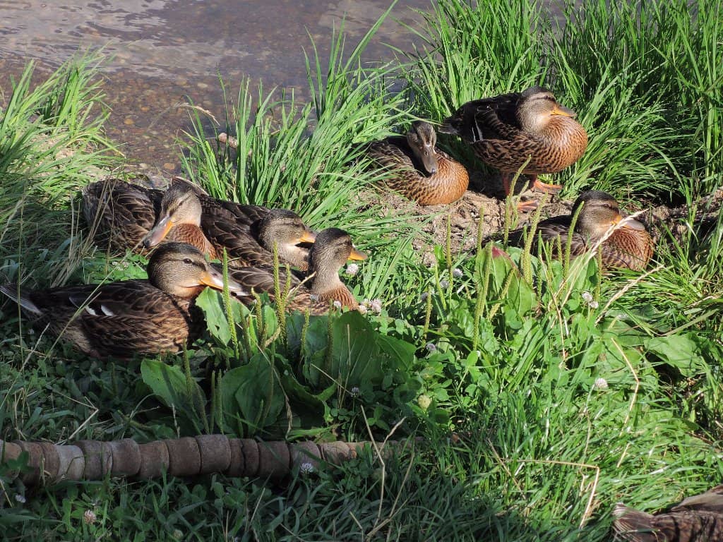 Scenic Waterfront Cafes