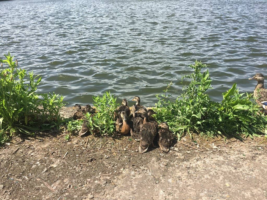 Wildlife Spotting