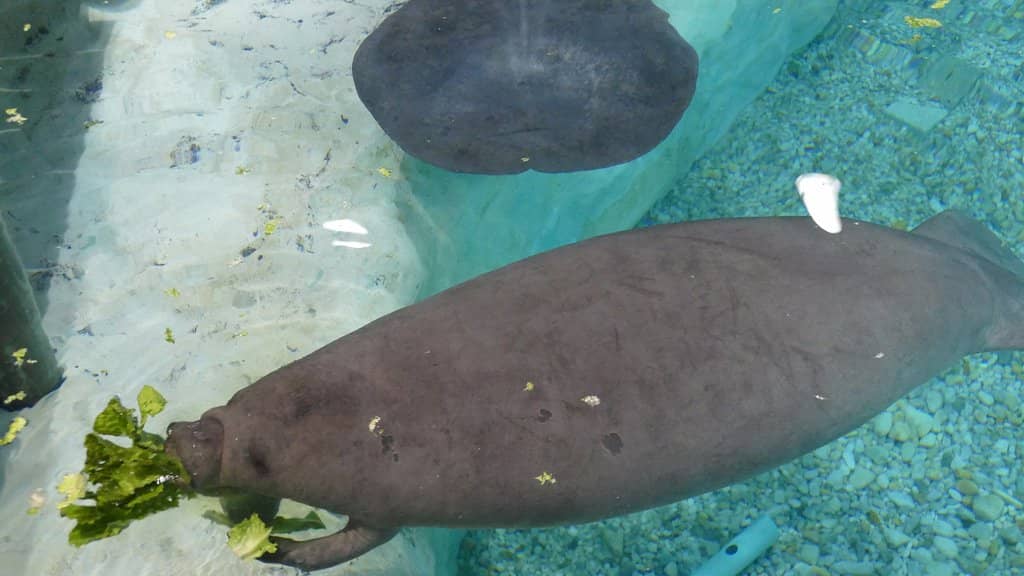 LEGO® Towers of Tomorrow