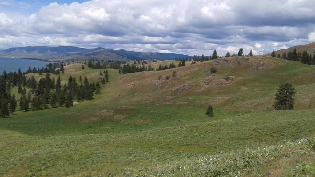 Bighorn Sheep & Deer