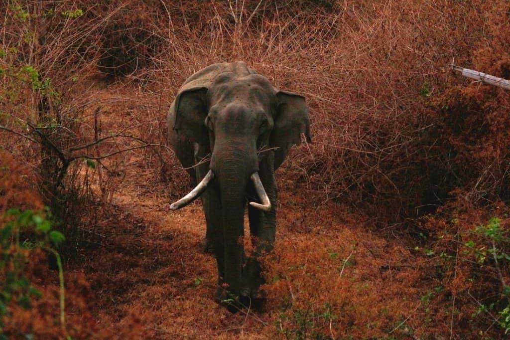 Diverse Wildlife