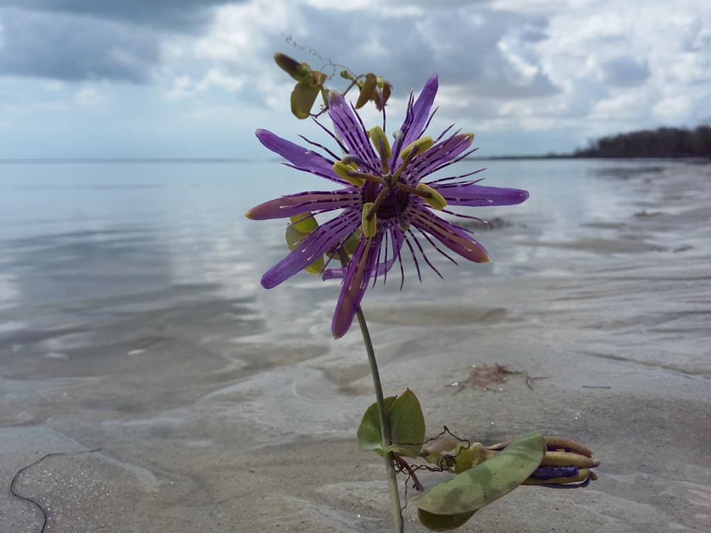Panoramic Hilltop View