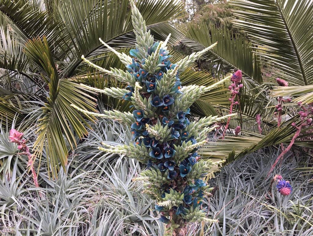 Queen Wilhelmina Tulip Garden