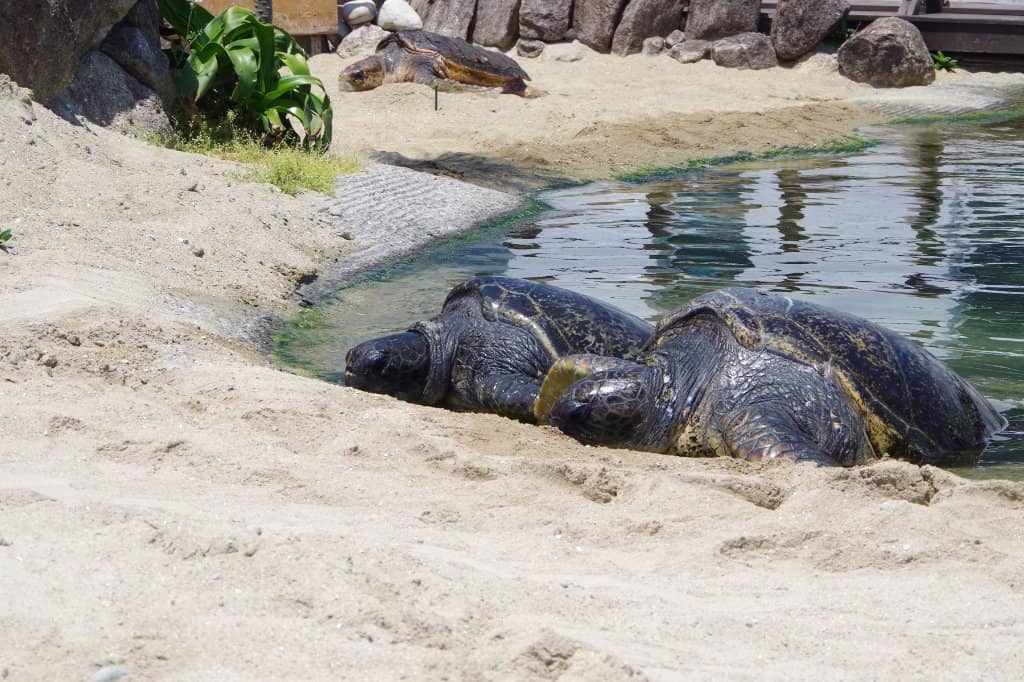 Sea Turtle Encounters