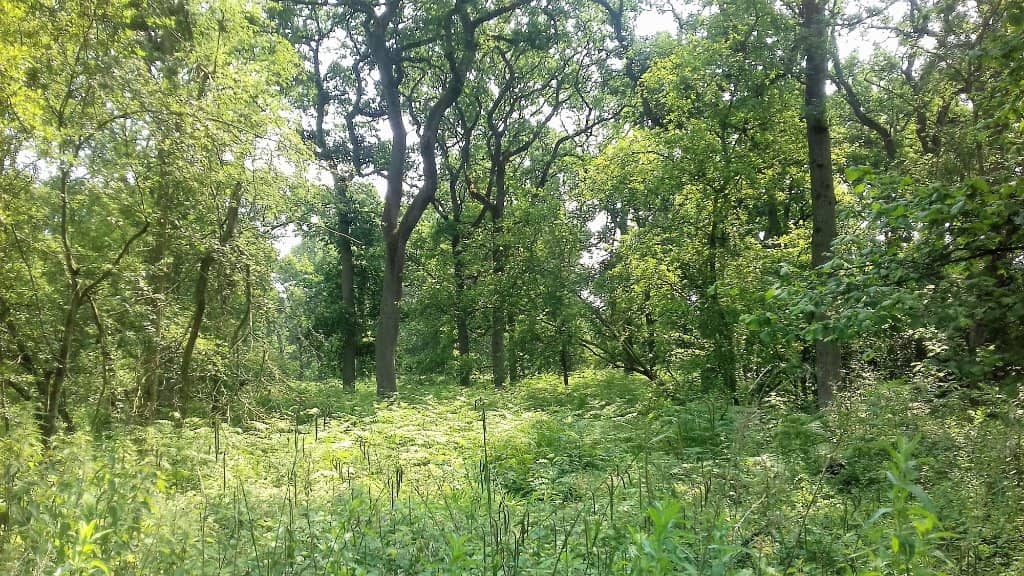 Stick Man Trail