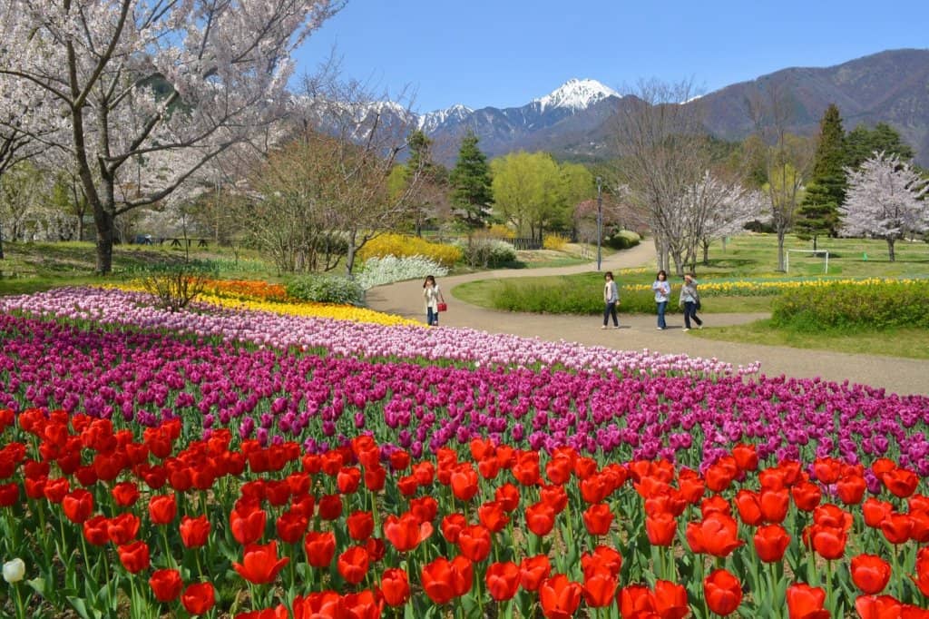Mount Fuji Views