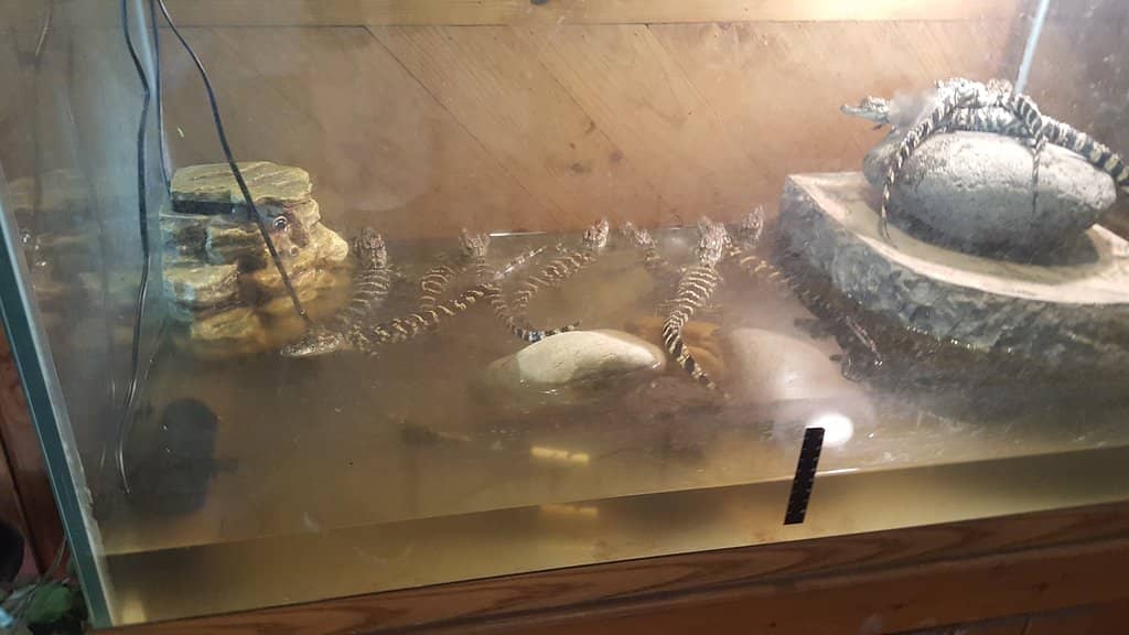 Interactive Reptile Encounters
