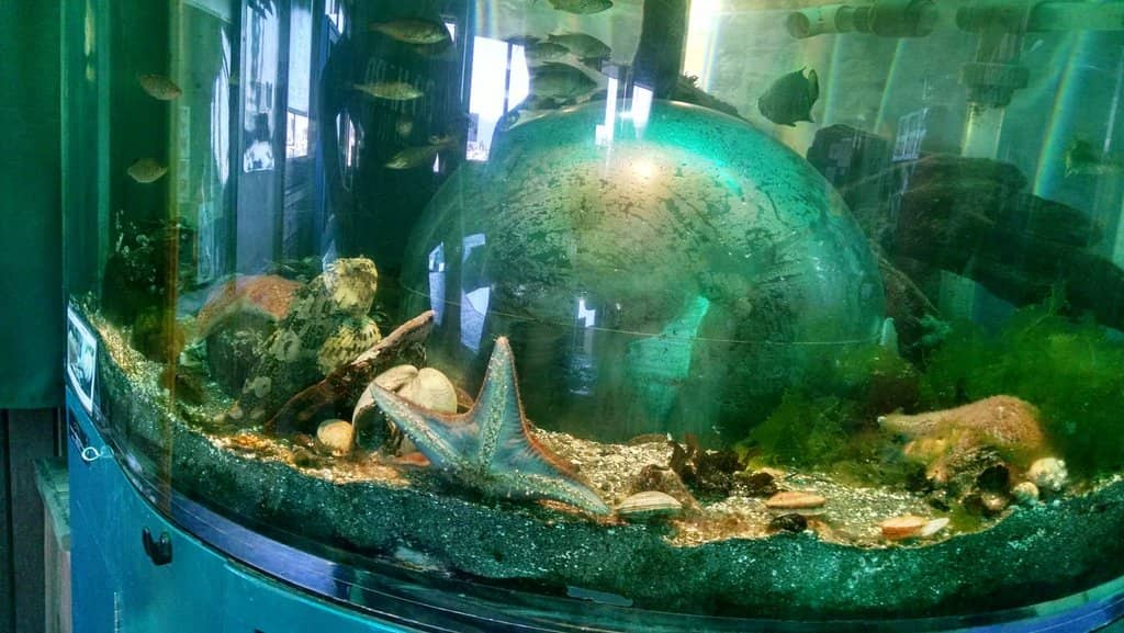 Diverse Local Marine Life