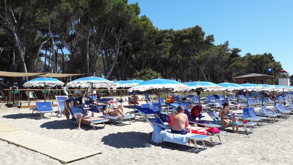 Pine Forest Picnic Area
