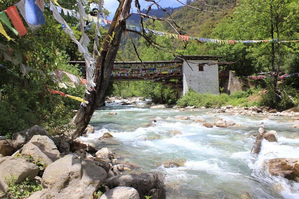 Serene Pine Forest Trail