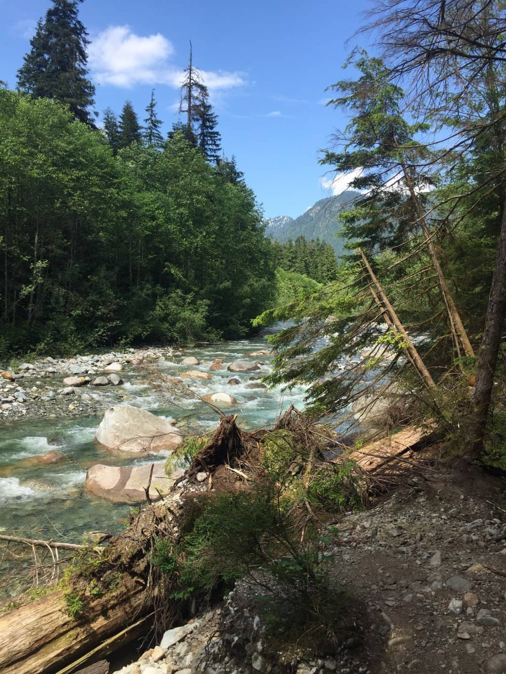 Mossy Rainforest Trail