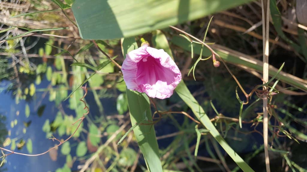 Unique Flora and Fauna