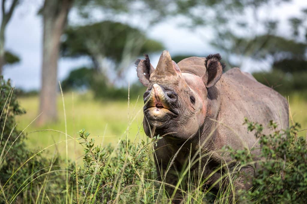 Rhino Conservation Encounters