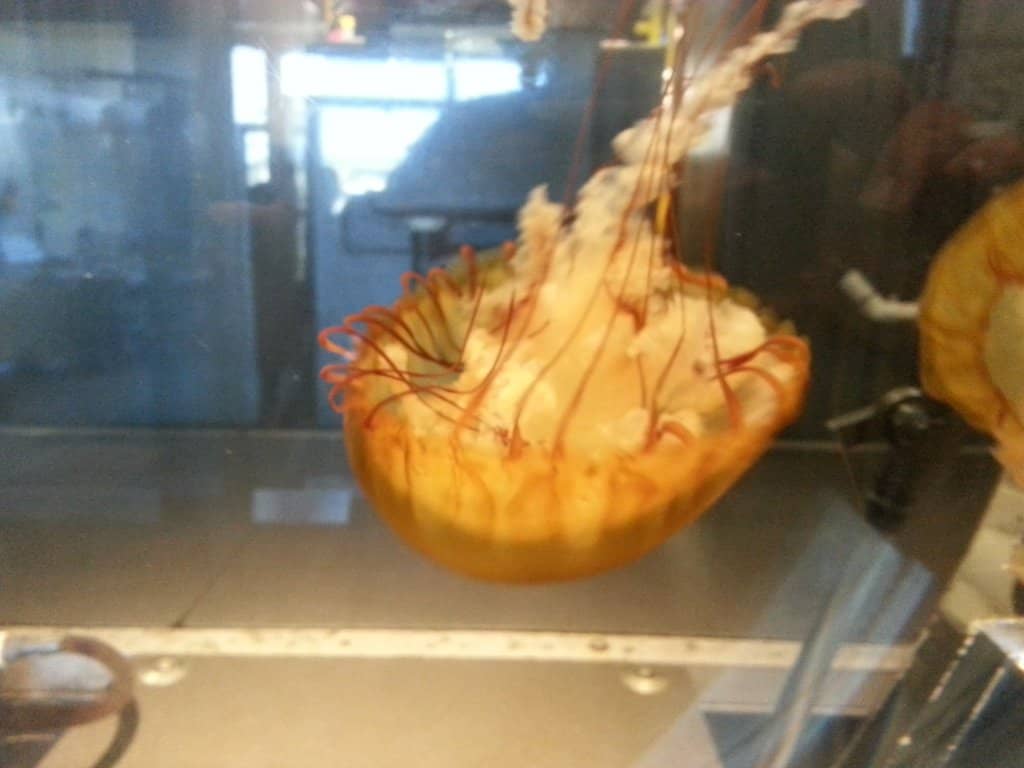 Interactive Touch Pools