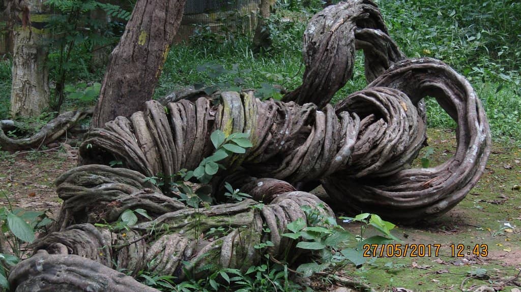 Boating Lake & Gardens