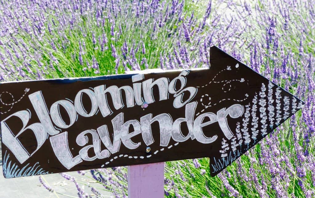 Soothing Lavender Scents
