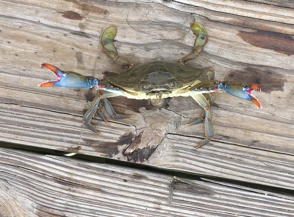 Playgrounds & Sports Fields