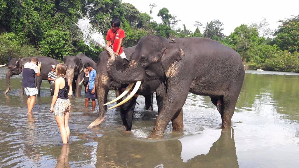 Jungle Trekking