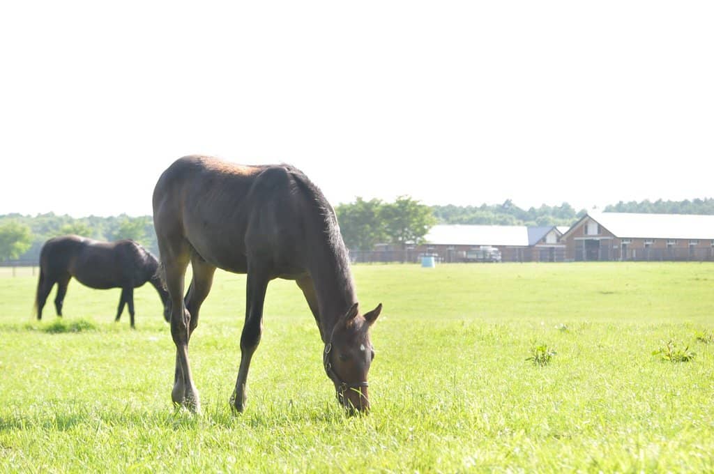 Scenic Carriage Rides