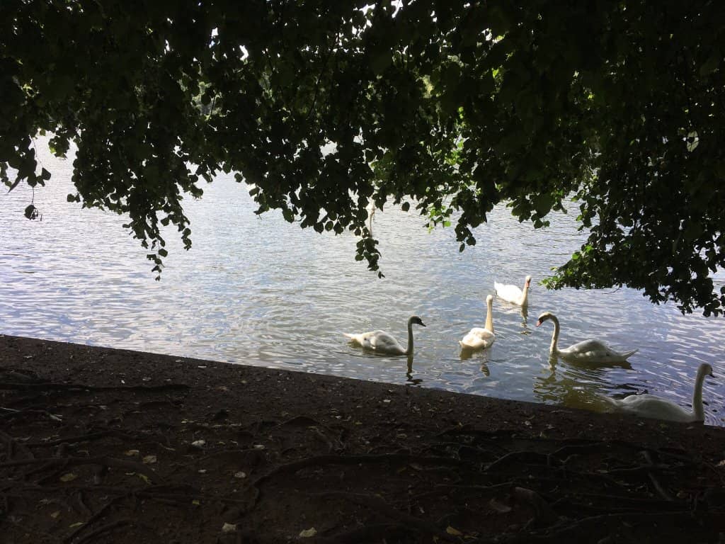 Wildlife Watching