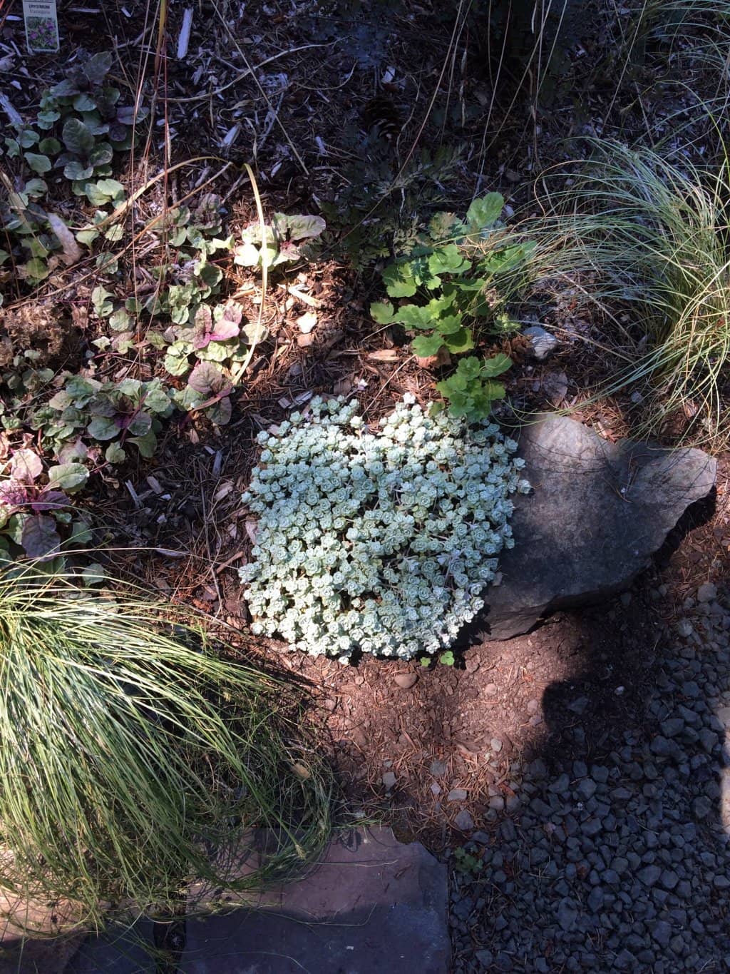 Victory Garden