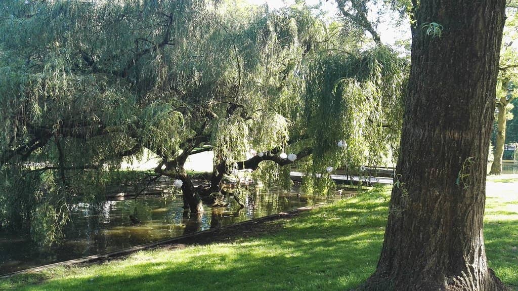 The Serene Pond