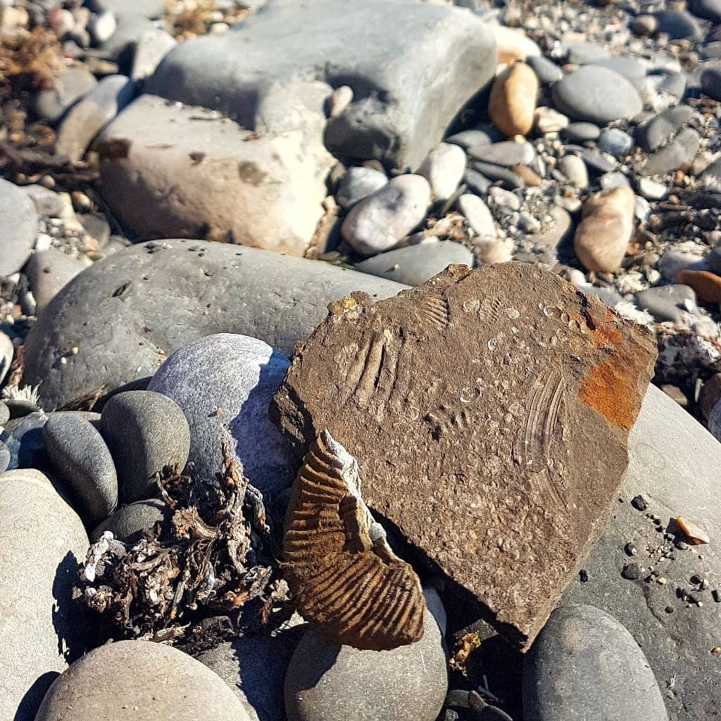 Rock Pooling
