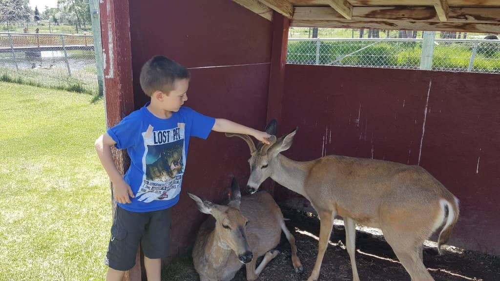 Petting Zoo & Rides