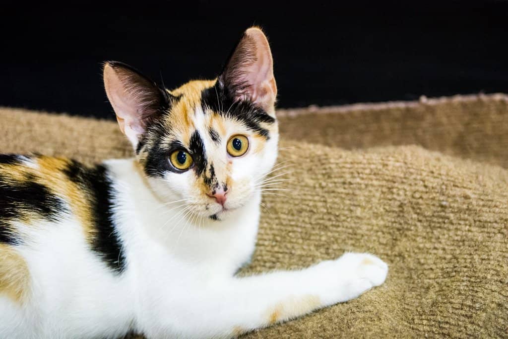 Adoptable Feline Friends