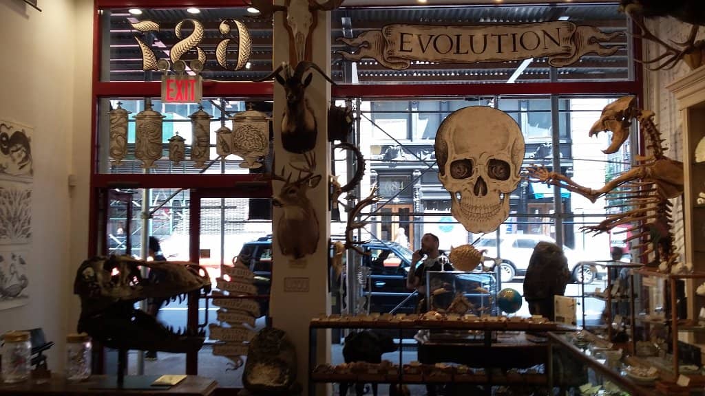 Exotic Butterflies and Shells