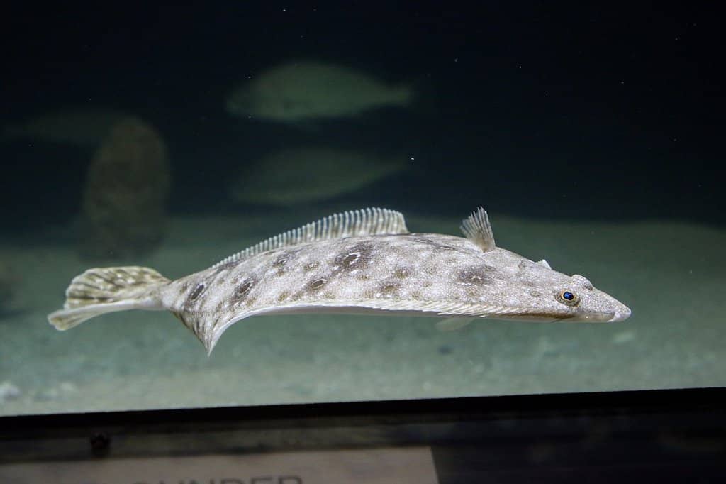 Interactive Touch Pools