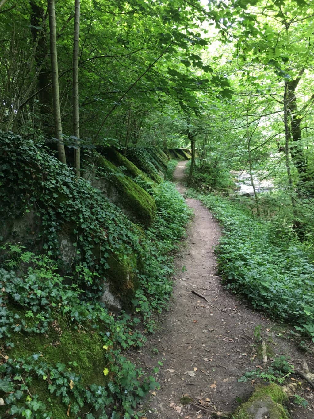 Shaded Forest Paths