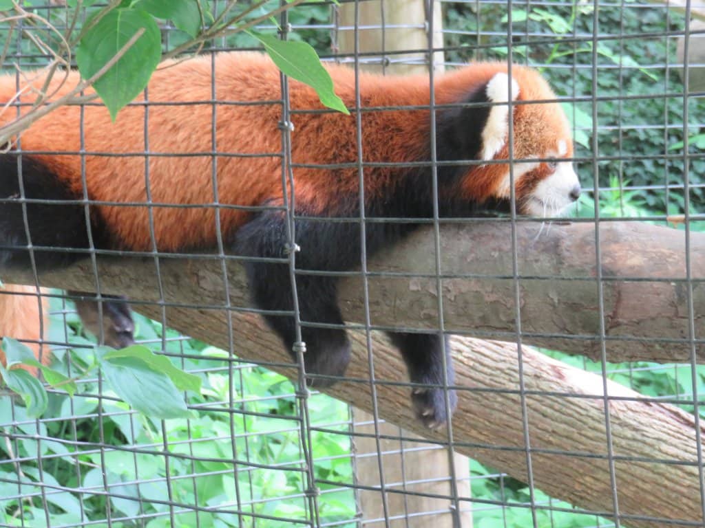 Wolf Enclosure