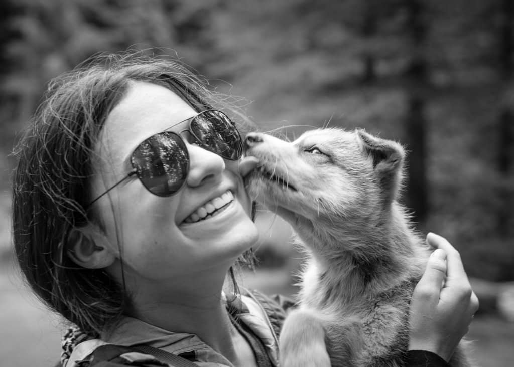 Summer Sled Dog Ride