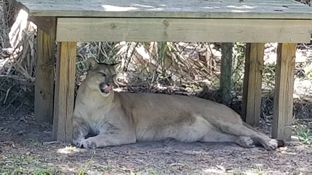 Native Animal Habitats