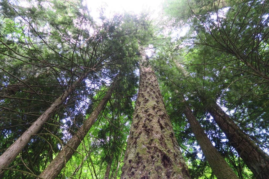 Kokisilah River Access