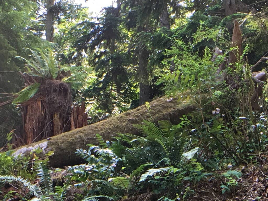 Moss Garden