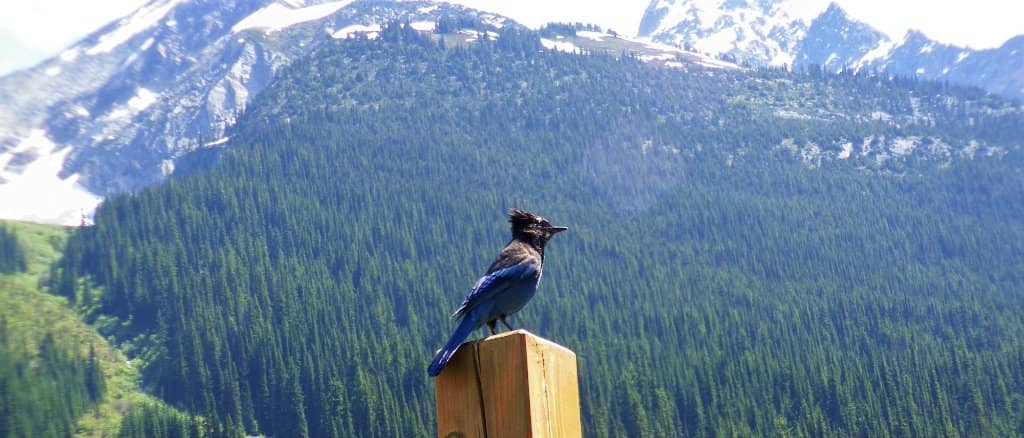 Rogers Pass Discovery Centre