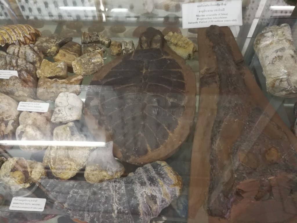 Fossils and Shells