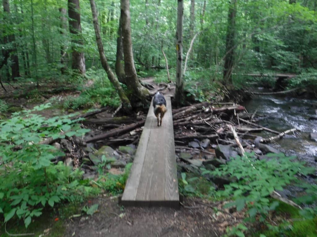 Paved Walking Track