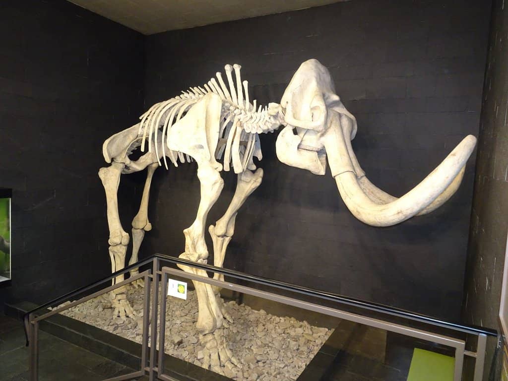 Ancient Animal Fossils