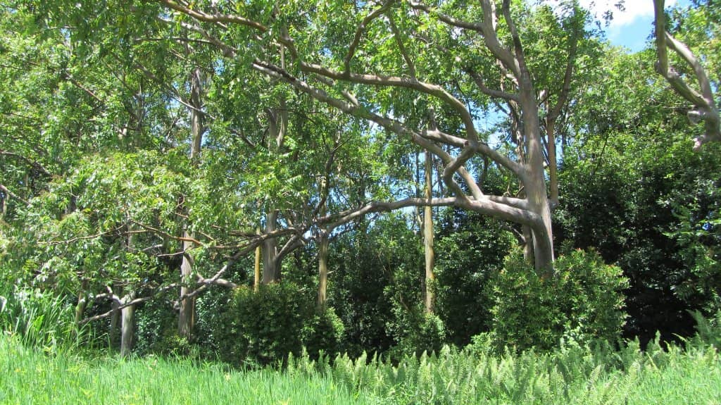 Majestic Wind Turbines